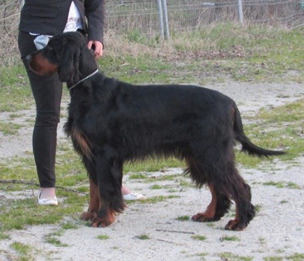 Croatia | Gordon Setter 