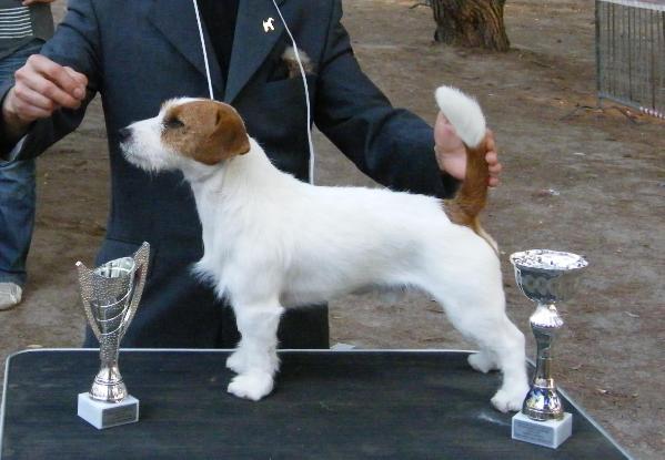 Jack Daniel's di San Martino delle Scale | Jack Russell Terrier 