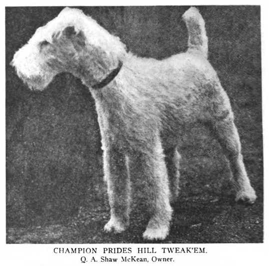 Prides Hill Tweak'Em (c.1919) | Wire Fox Terrier 