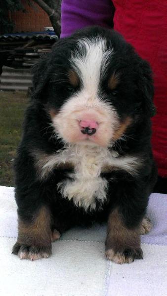 Duarto Starzhy | Bernese Mountain Dog 