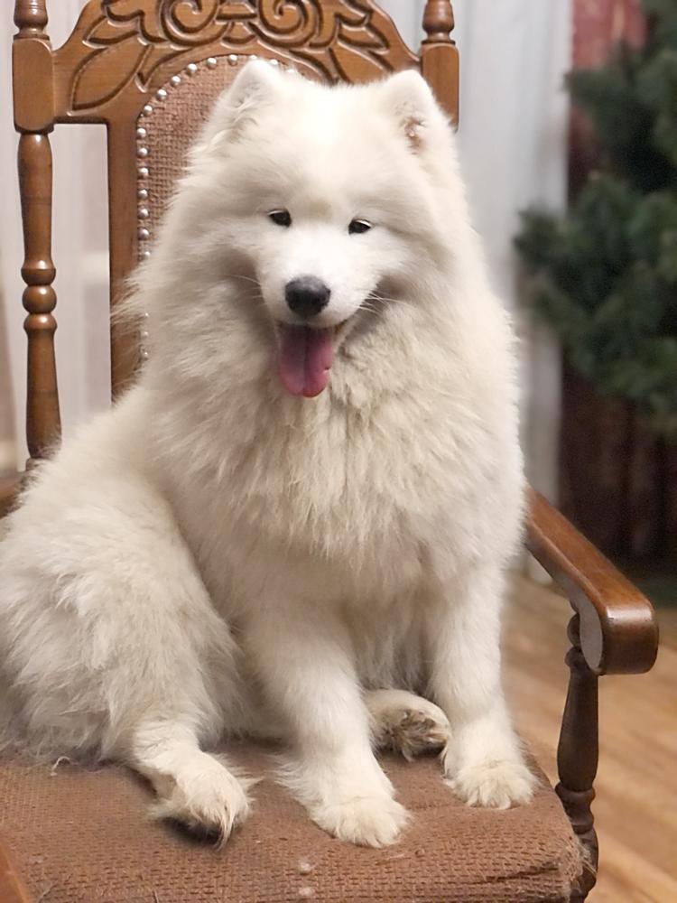 SERENADA SEVERNOI DOLINY MIRIAM | Samoyed 