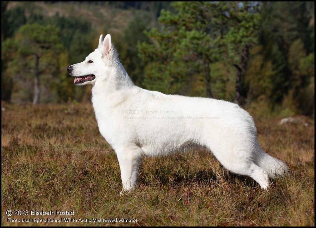 Jin-Tah av white arctic mist | White Swiss Shepherd Dog 