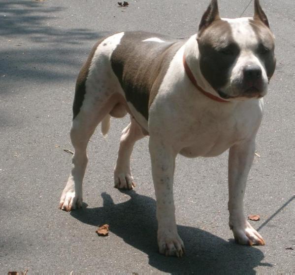 Big boy chancho azul | American Pit Bull Terrier 