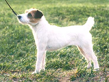 Popy of Farmstead | Jack Russell Terrier 