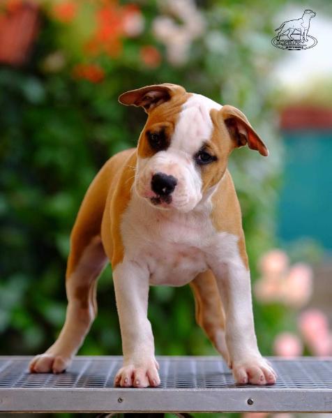 HOLD BACK THE DAWN OF HAPPY RASCALS | American Staffordshire Terrier 