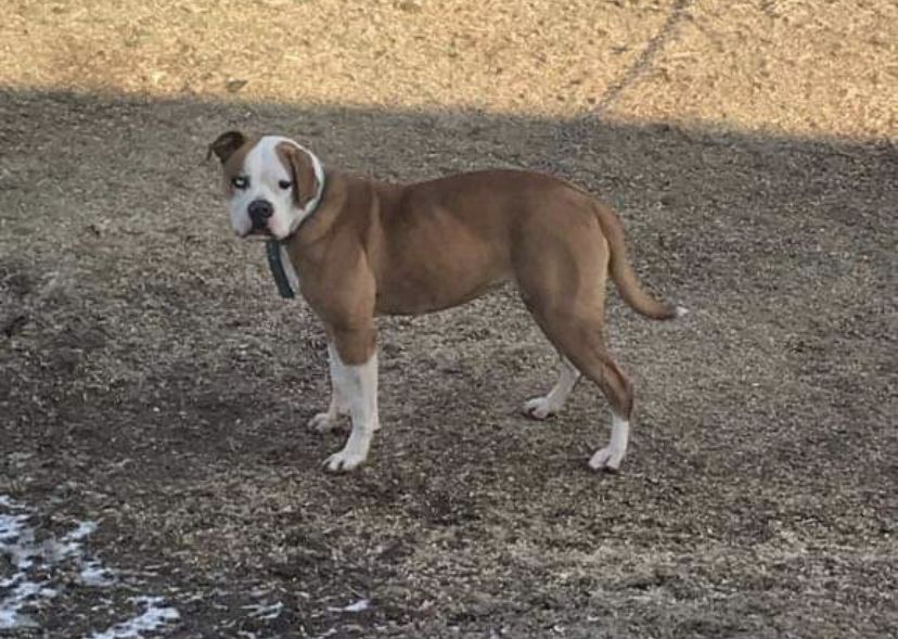 Ginger of Disasters | American Bulldog 