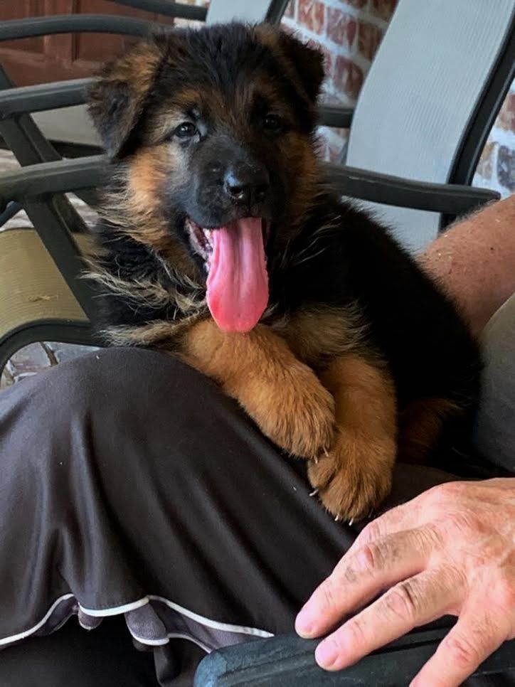Puma von Hirschberg | German Shepherd Dog 