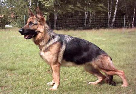 Karla vom Zellwaldrand | German Shepherd Dog 