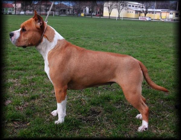 Atinna (Mystic Staff) 2010 | American Staffordshire Terrier 