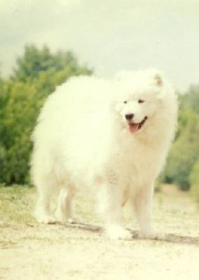 Kaissa's SIMPLY THE BEST OF DENMARK | Samoyed 