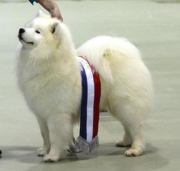 Kalaska Mister Marmaduke | Samoyed 