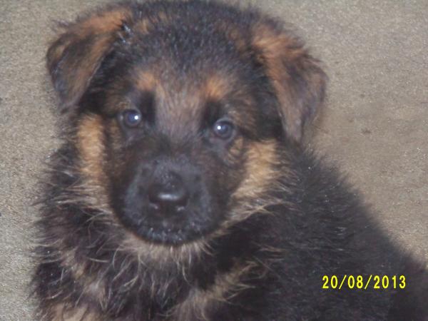 Dana do Siarom | German Shepherd Dog 