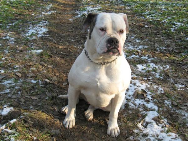 Angel face kennel otk aurora | American Bulldog 