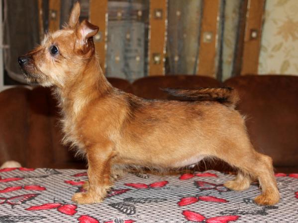 Snezhnoe Tango Oops | Australian Terrier 