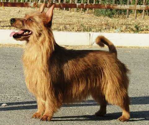 Angsana Abo | Australian Terrier 