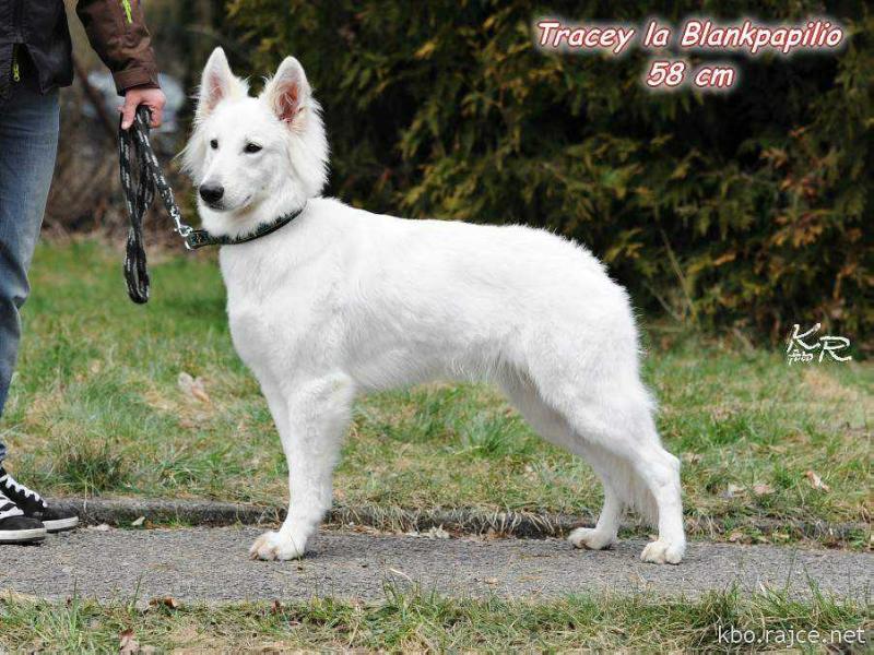 Tracey la Blankpapilio | White Swiss Shepherd Dog 