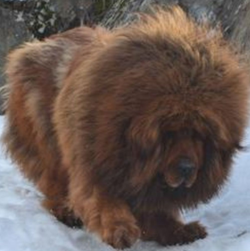 MAO OF ZANGAO | Tibetan Mastiff 