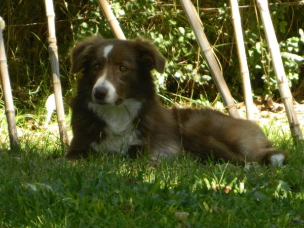 Samba of Crieluc | Border Collie 