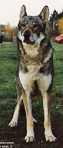 Ariel Lobos CS | Czechoslovakian Wolfdog 