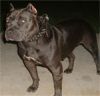 RAZEN KANE'S SKY'S THE LIMIT (AKA) MAKAVELLI'S SKY | American Pit Bull Terrier 