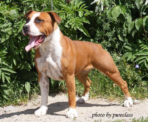 Pureclass believe or not | American Staffordshire Terrier 