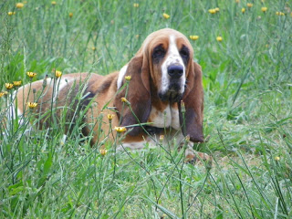 Wendy Janzen | Basset Hound 