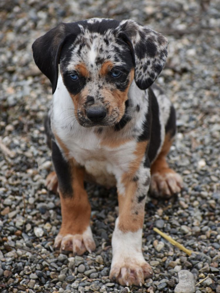 Redwood's Cairo | Catahoula Leopard Dog 