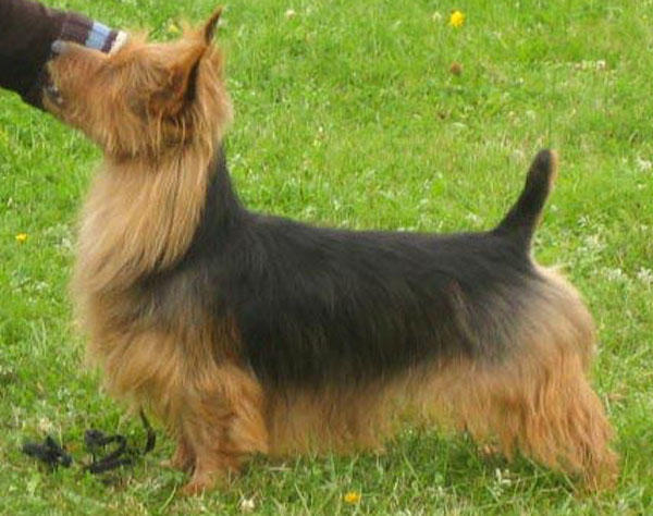 Bluepepper's Woody Woodpecker | Australian Terrier 