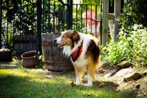 Jarratt's Dallas | English Shepherd 