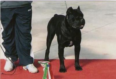 ANTEO DI CASA CESARO | Cane Corso 