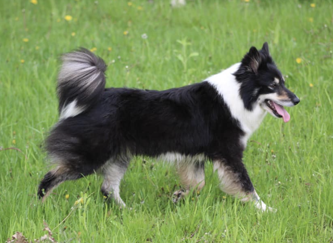 Hidow Try Tri Again | Icelandic Sheepdog 