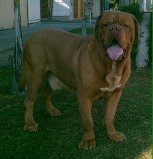XIMOX DEL MARQUEZ | Dogue de Bordeaux 