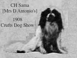 Sama [Mrs D Antonio's] | Japanese Chin 