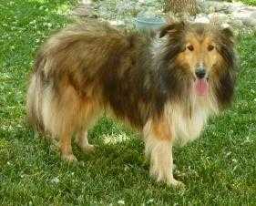 ETGREEN'S MYRA | Shetland Sheepdog 