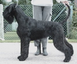 Chernaya Chezarina von der Thelersäule | Giant Schnauzer 