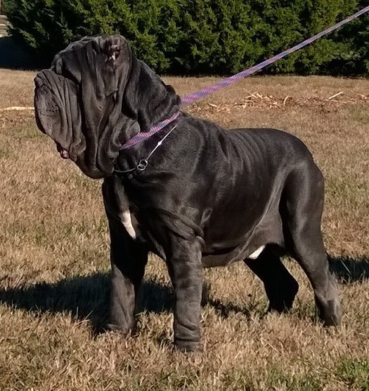 CALIGOLA DEL MAZZARINO | Neapolitan Mastiff 