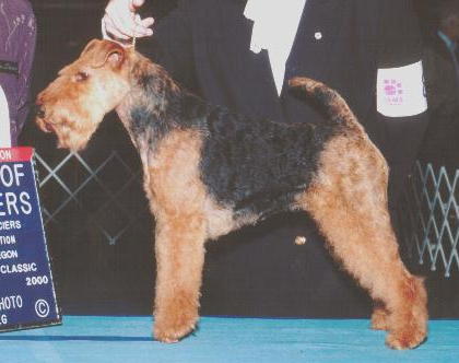 Saredon Mistress Nora | Welsh Terrier 