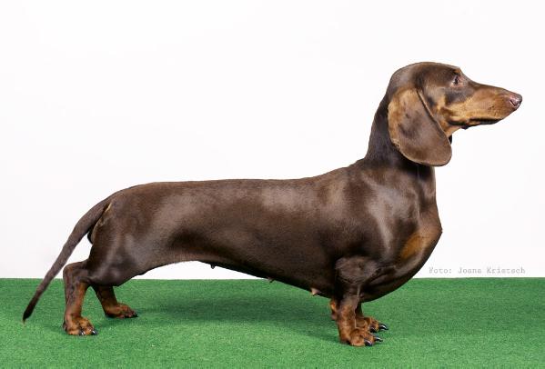 La Passion vom Hallwanger Silberberg | Dachshund 