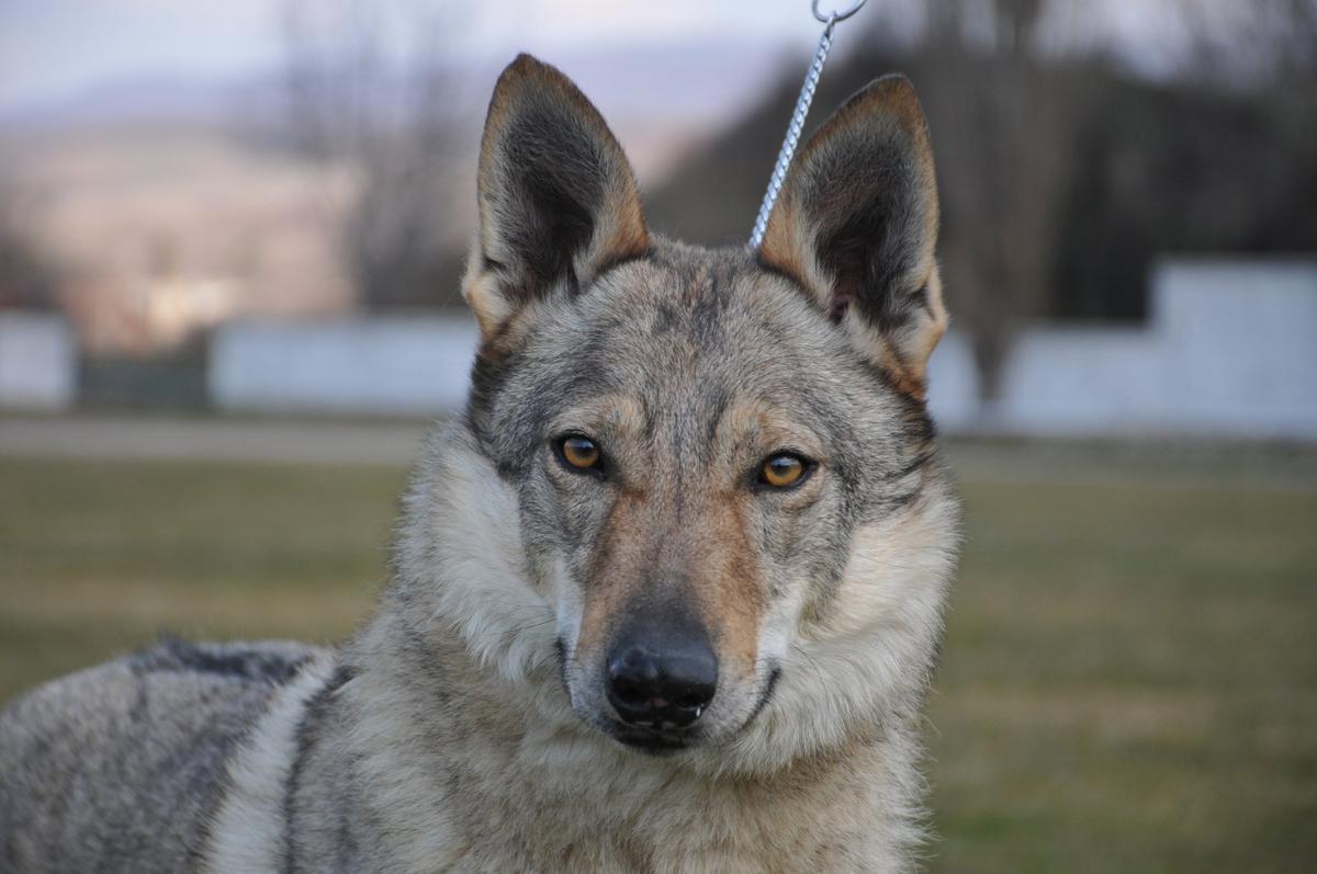 BELONA FROM DAJBOG | Czechoslovakian Wolfdog 