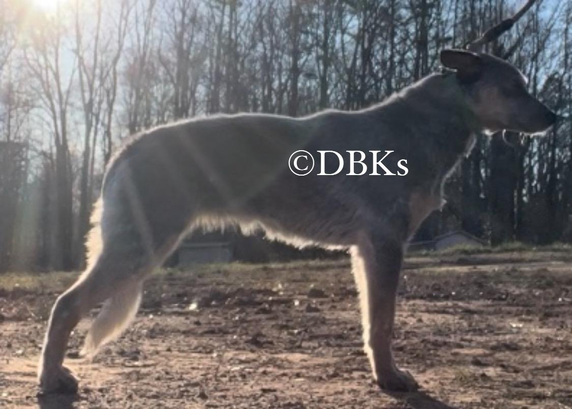 DBK’s Storm clouds | Australian Cattle Dog 