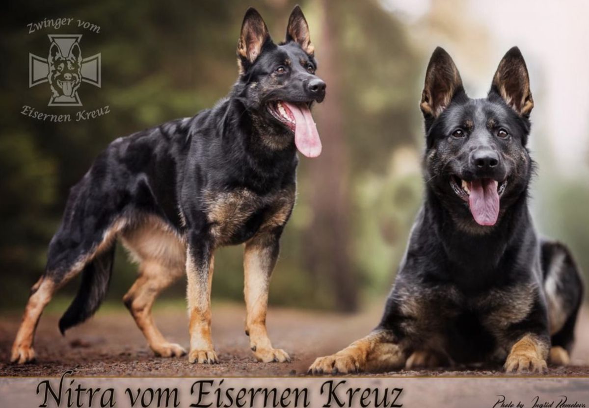 Nitra vom Eisernen Kreuz | German Shepherd Dog 