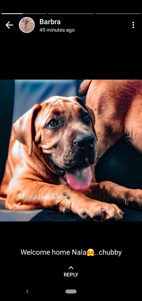 TOSLAND NALA | African Boerboel 