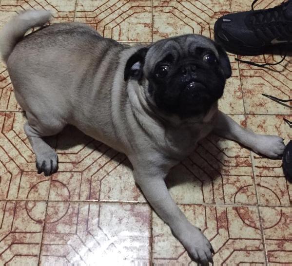 ATHOS KABOOM | Pug 