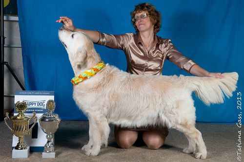 Lad Unity Augusta | Golden Retriever 