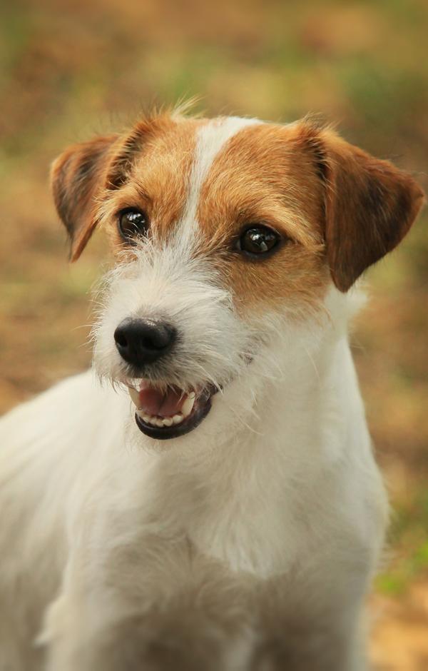 Kindred Soul Still Waters Run Deep | Jack Russell Terrier 