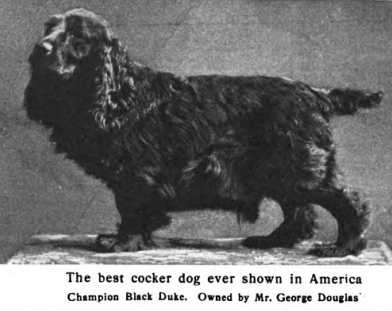 Black Duke [Mr George Douglas'] | American Cocker Spaniel 