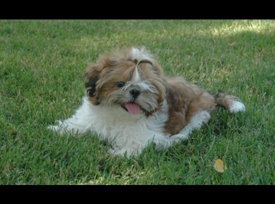 Enchanting Lightning Flash Of Avalon | Shih Tzu 