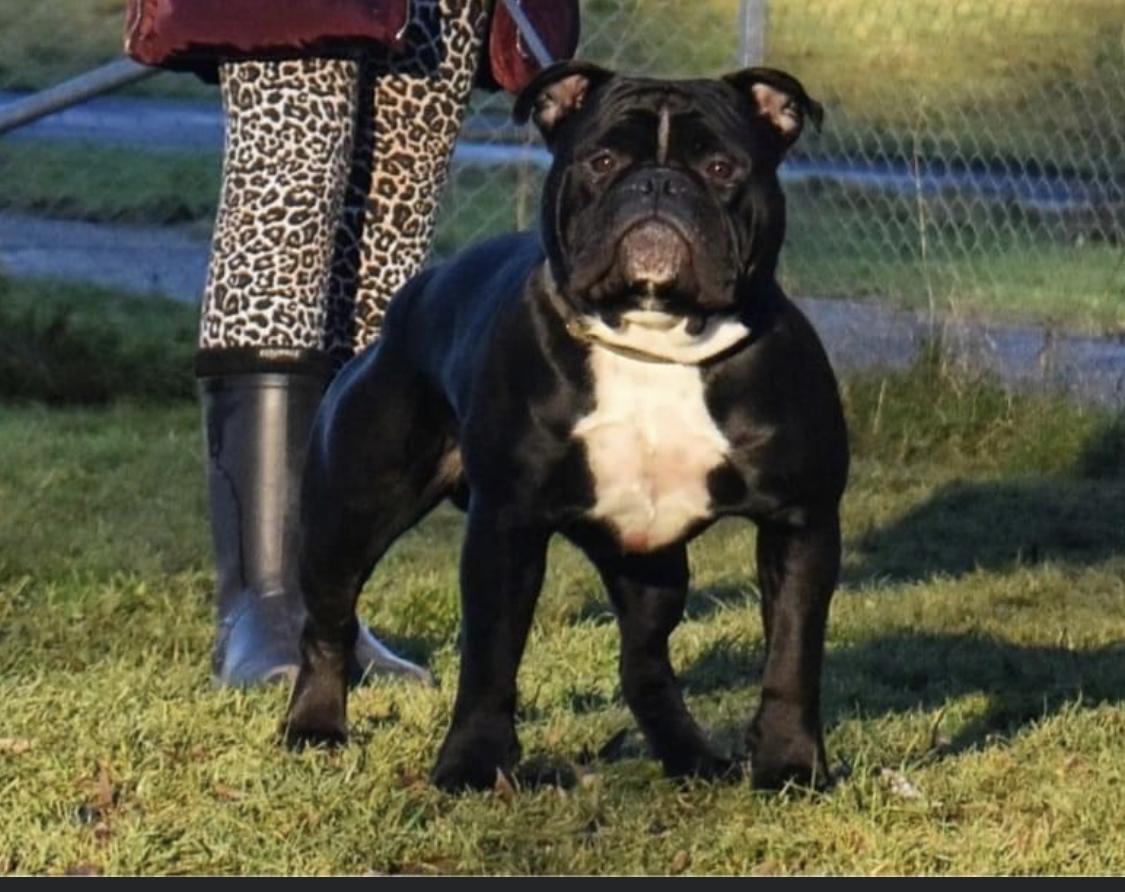 Stjernkvists Virtus | Olde English Bulldogge 