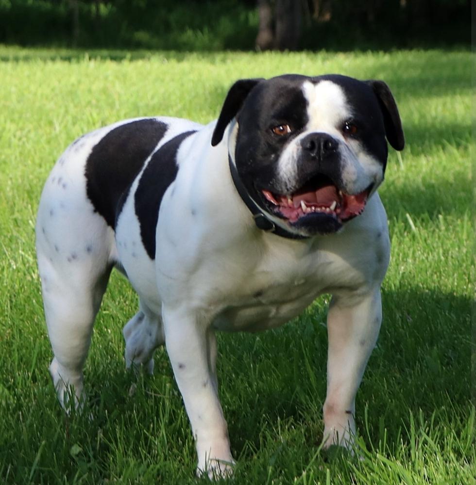 Tuggit's Black Betty | Olde English Bulldogge 