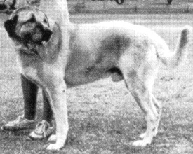 Havuz Tarak | Anatolian Shepherd Dog 